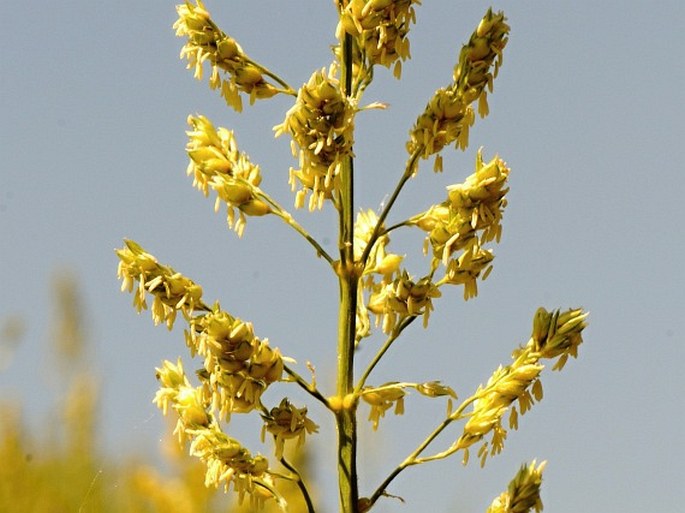 Sorghum bicolor