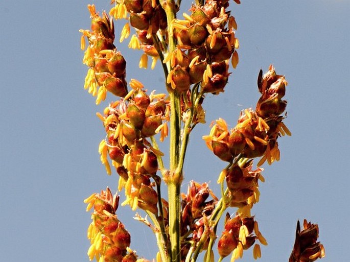 Sorghum bicolor