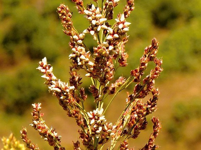 Sorghum bicolor