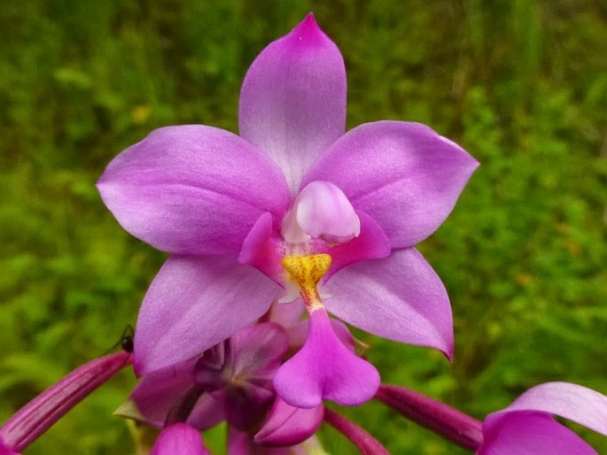 SPATHOGLOTTIS PLICATA Blume