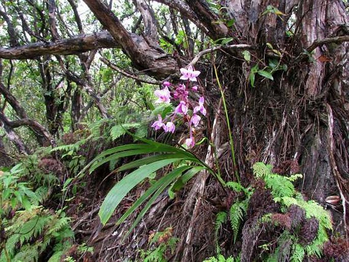 Spathoglottis plicata