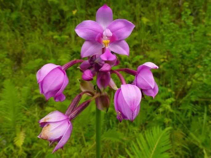 Spathoglottis plicata