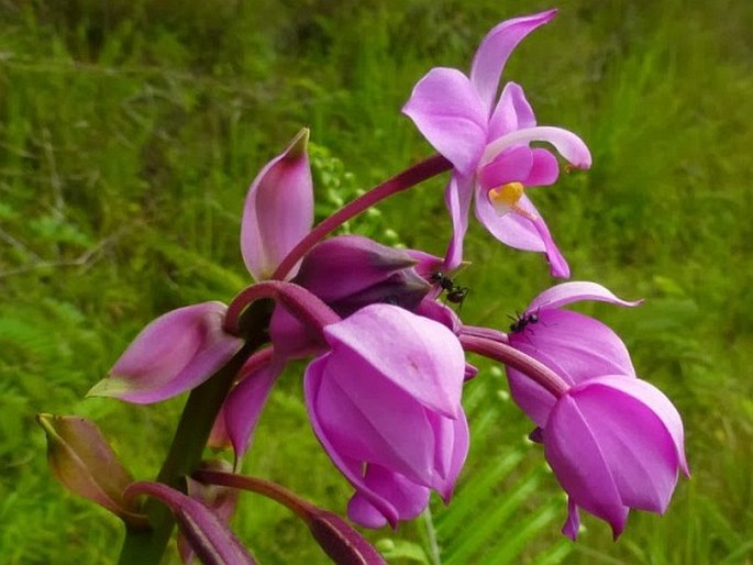 Spathoglottis plicata