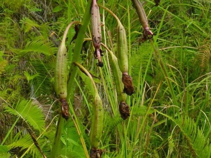 Spathoglottis plicata