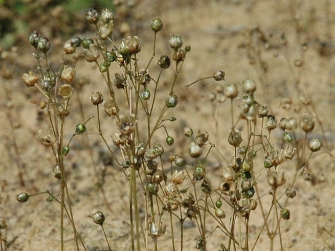 Spergula morisonii