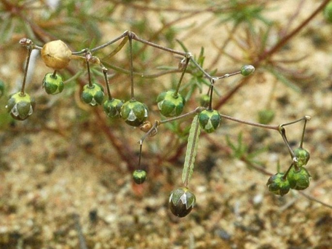 Spergula morisonii