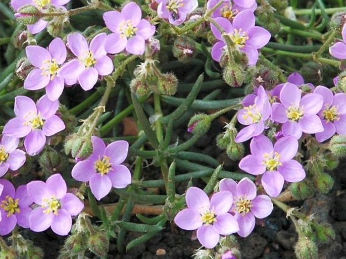 Spergularia fimbriata