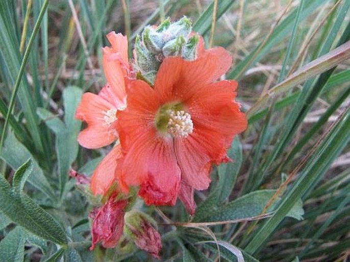 Sphaeralcea coccinea