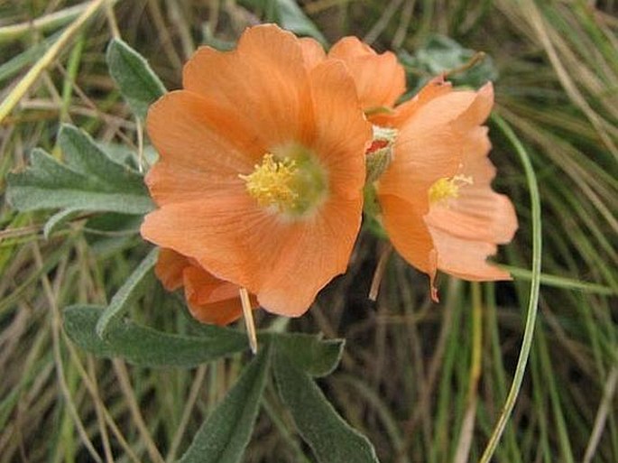 SPHAERALCEA COCCINEA (Nutt.) Rydb.