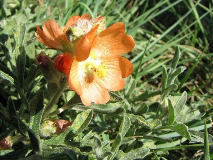 Sphaeralcea coccinea