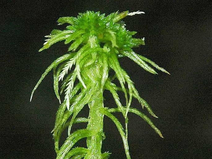 Sphagnum fimbriatum