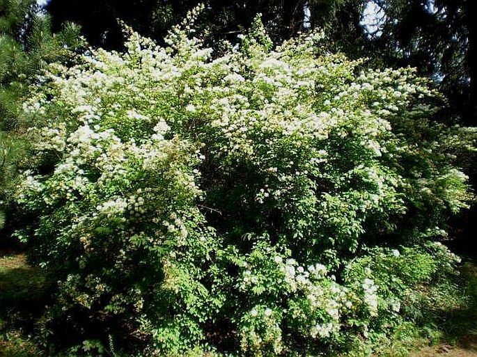 Spiraea chamaedryfolia