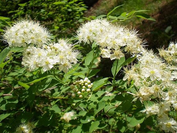 Spiraea chamaedryfolia