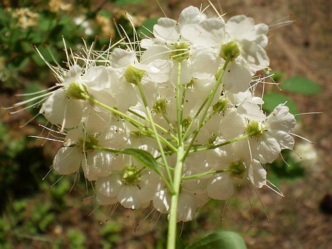 Spiraea chamaedryfolia