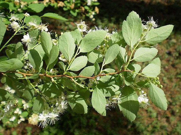 Spiraea chamaedryfolia