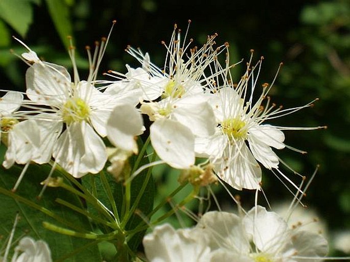 Spiraea chamaedryfolia