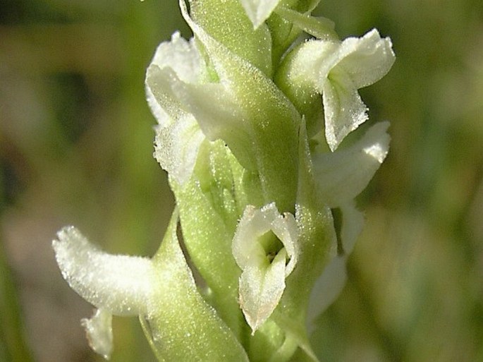 Spiranthes romanzoffiana