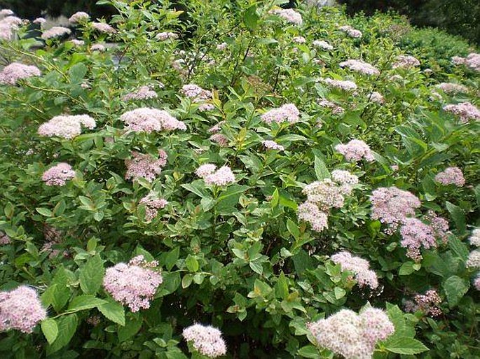 Spiraea japonica