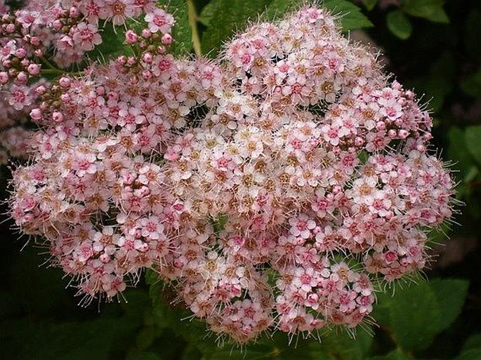 Spiraea japonica