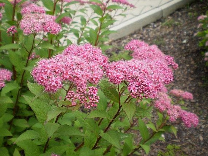 Spiraea japonica