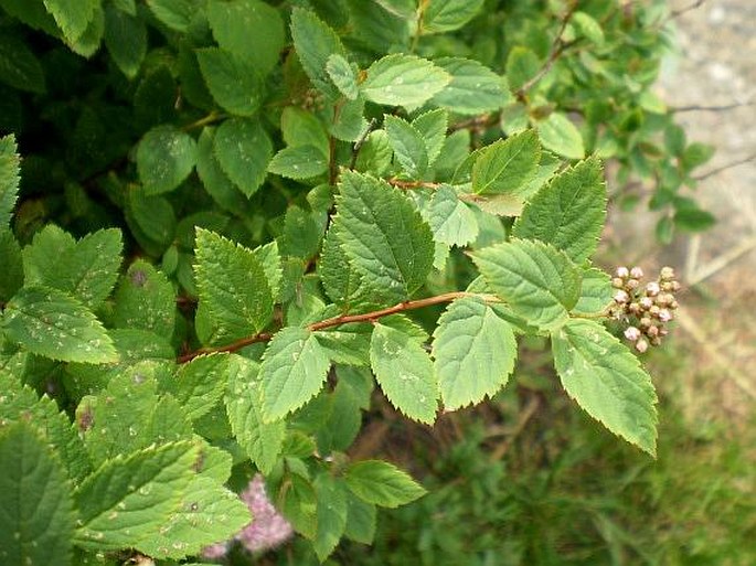 Spiraea japonica