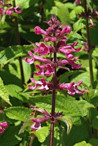 Stachys chamissonis