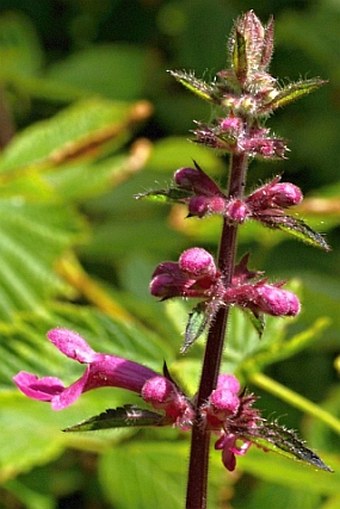 Stachys chamissonis