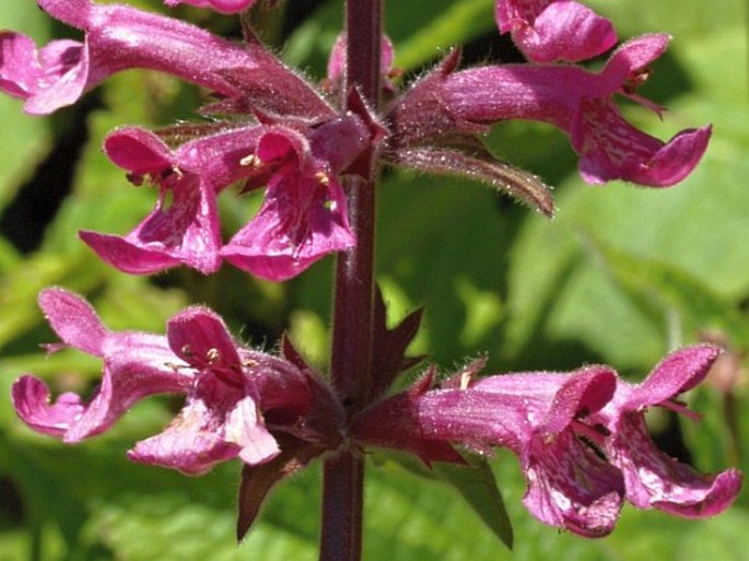 Stachys chamissonis