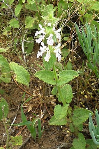 Stachys aethiopica