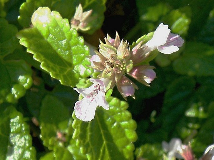 Stachys aethiopica