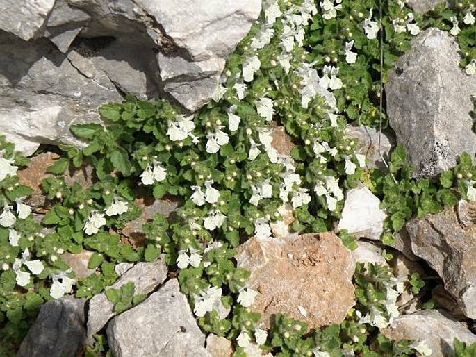 Stachys corsica