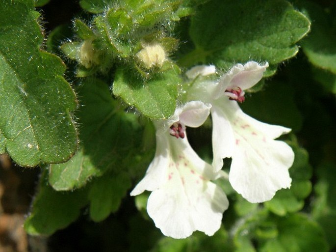 Stachys corsica