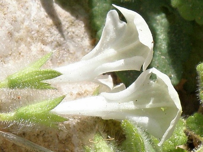 Stachys corsica