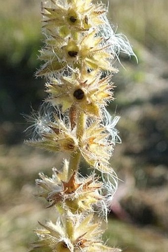 Stachys pilosa