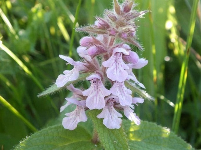 Stachys pilosa