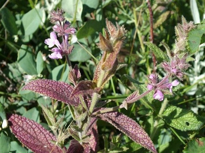 Stachys pilosa