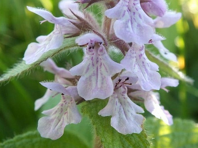 Stachys pilosa