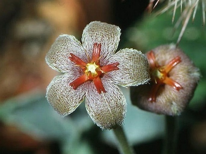 STAPELIA ERECTIFLORA N. E. Br. – smrdutka