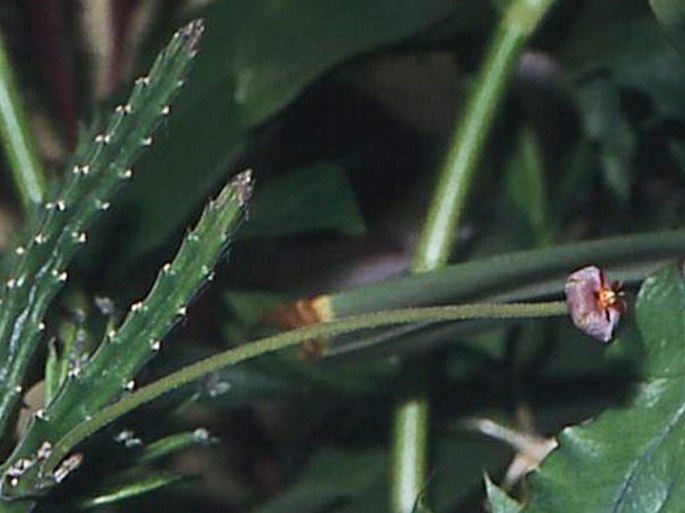 Stapelia erectiflora