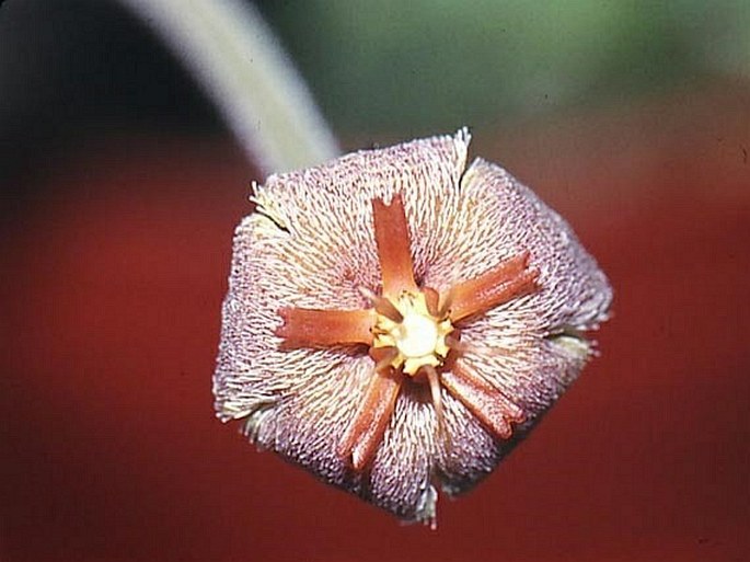 Stapelia erectiflora