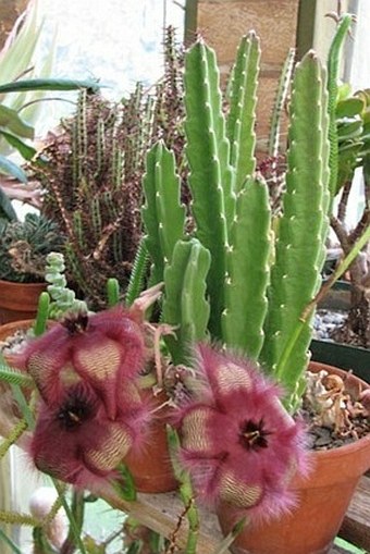 Stapelia hirsuta