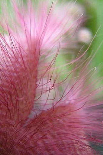 Stapelia hirsuta