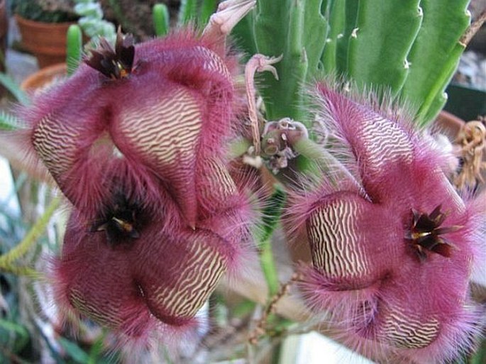 Stapelia hirsuta