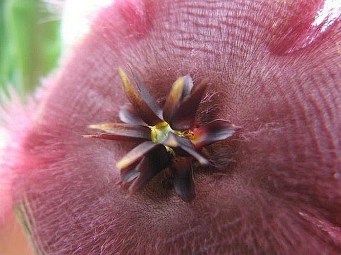 Stapelia hirsuta