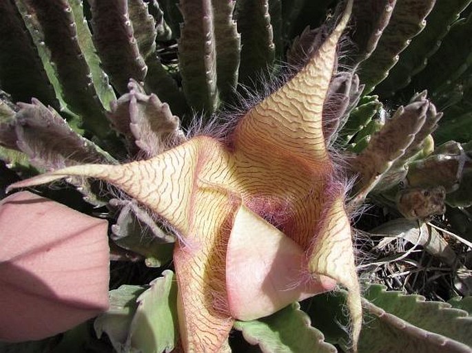 Stapelia gigantea