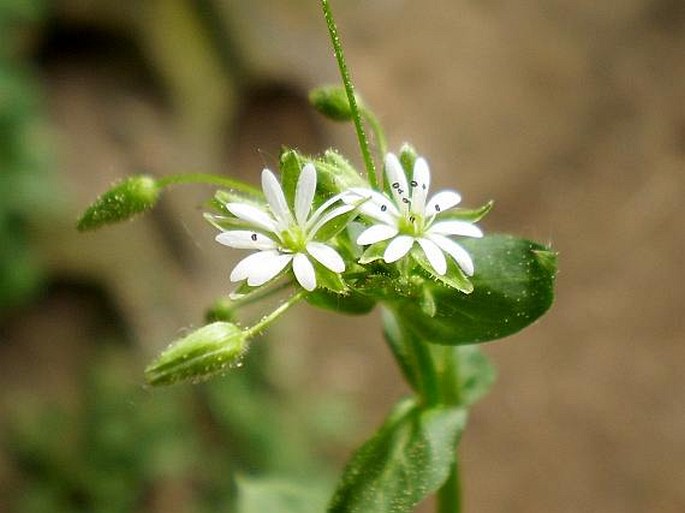 STELLARIA NEGLECTA Weihe – ptačinec přehlížený / hviezdica nebadaná