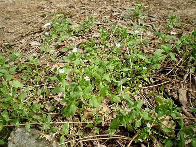 Stellaria neglecta