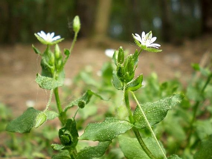 Stellaria neglecta