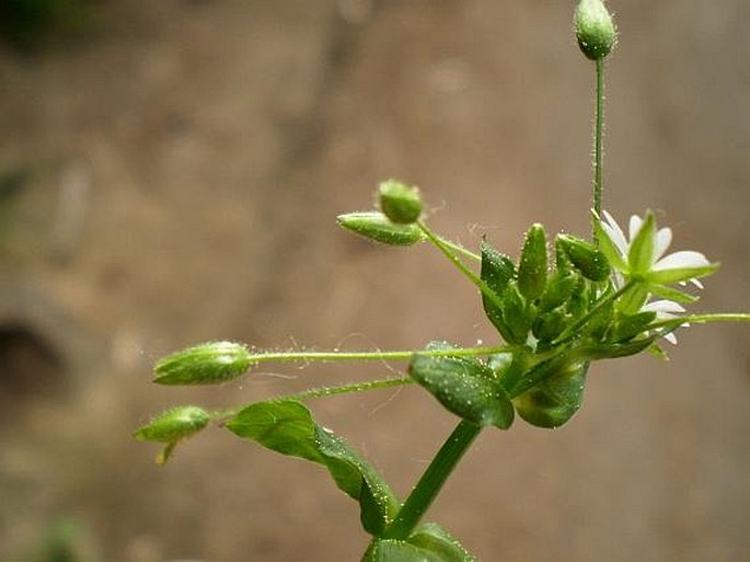 Stellaria neglecta