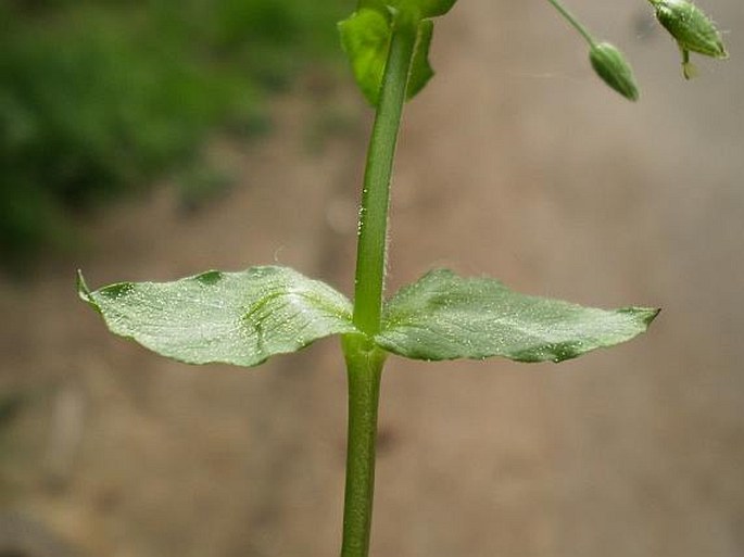 Stellaria neglecta